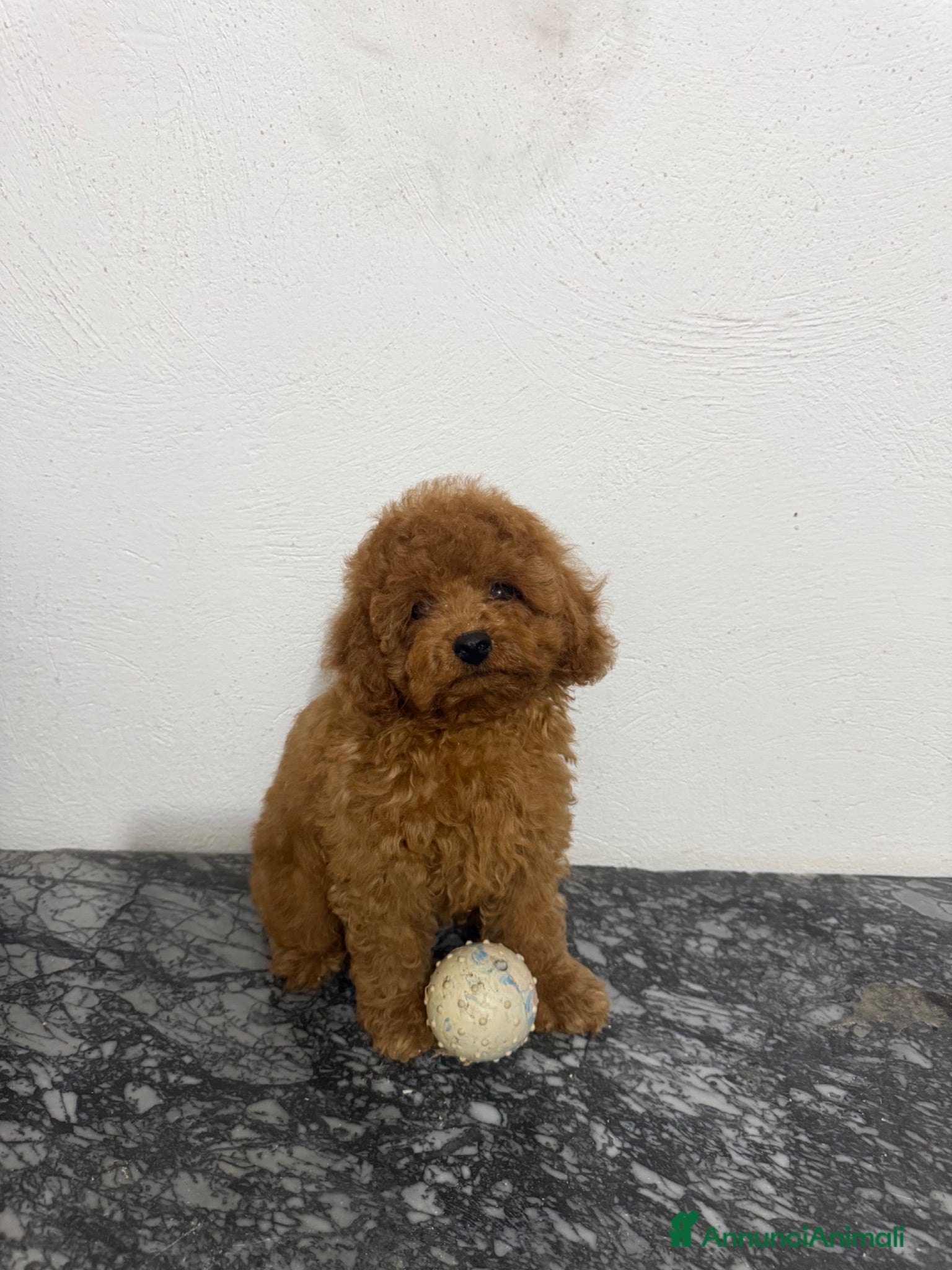 Barboncino Toy cani barboncini toy  - Annuncio 2