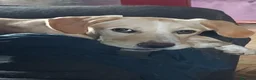 Meticcio cani in regalo: Femmina,6mesi,salvata da futuro indegno. PAVIA - Annuncio 3