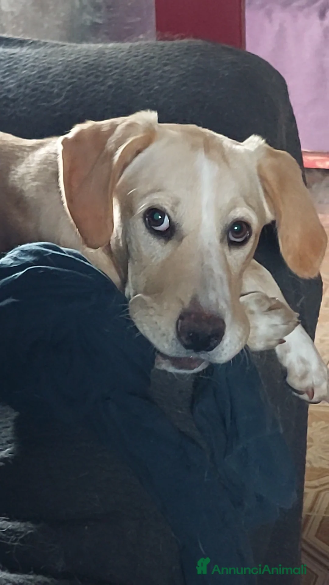 Meticcio cani in regalo: Femmina,6mesi,salvata da futuro indegno. PAVIA - Annuncio 3
