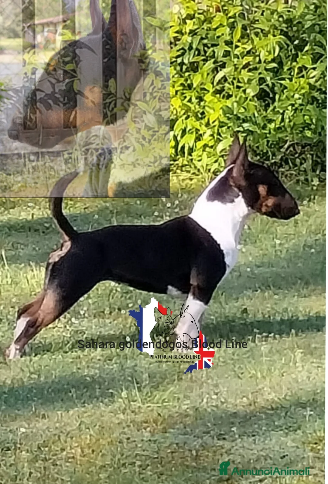 Immagine della galleria {{count}}