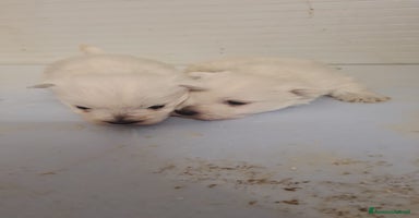 Maltese cani a Provincia di Forlì-Cesena - Annuncio 3