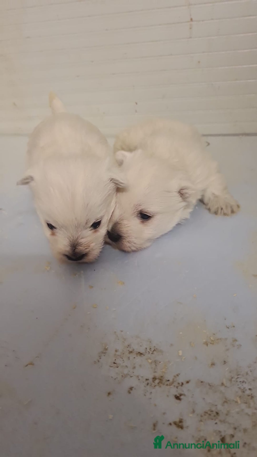 Maltese cani in vendita: Cucciolata maltesi taglia piccola a Provincia di Forlì-Cesena - Annuncio 2