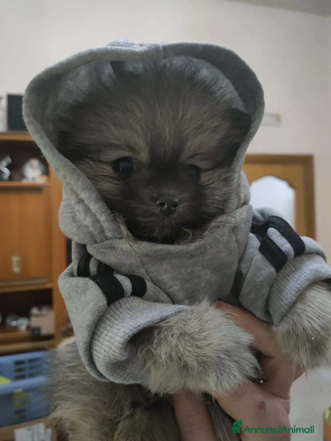 Volpino Pomerania cani in vendita: POMERANIA  - Annuncio 8