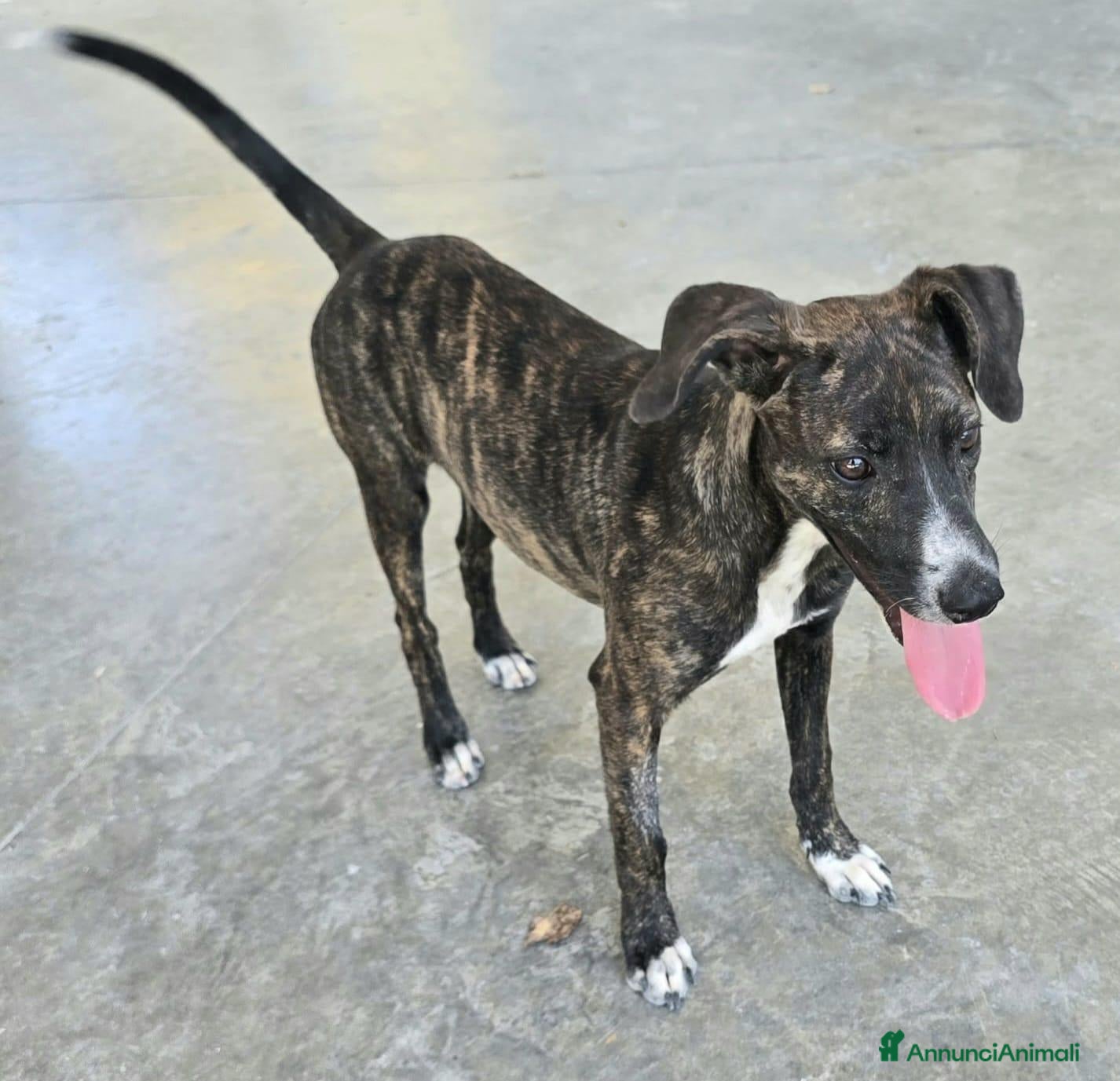 Meticcio cani Taglia piccola, 6 mesi scarsi  - Annuncio 1