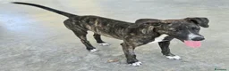 Meticcio cani in regalo: Taglia piccola, 6 mesi scarsi  - Annuncio 1