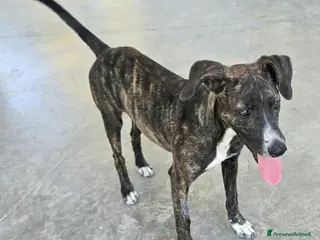 Meticcio cani Taglia piccola, 6 mesi scarsi - Annuncio 1