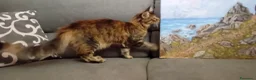 Maine Coon gatti in vendita: Cucciola Maine Coon - Annuncio 8