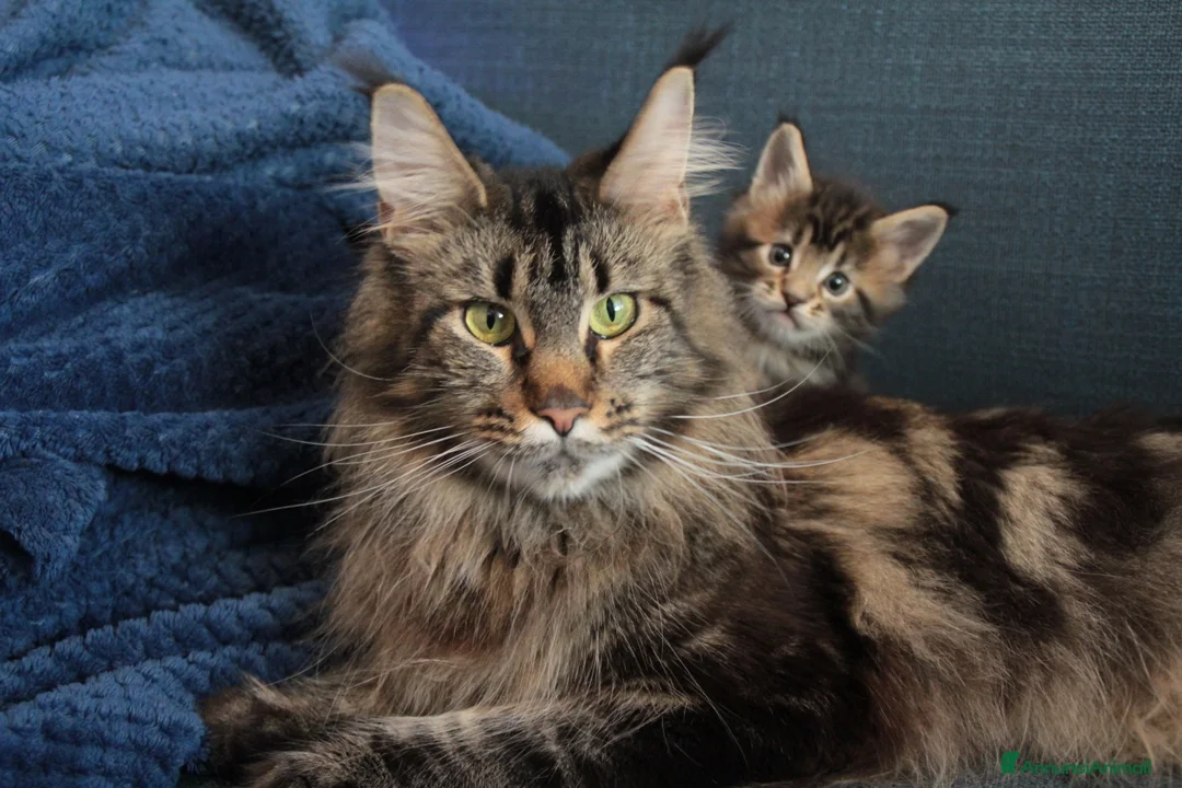 Immagine della galleria {{count}}