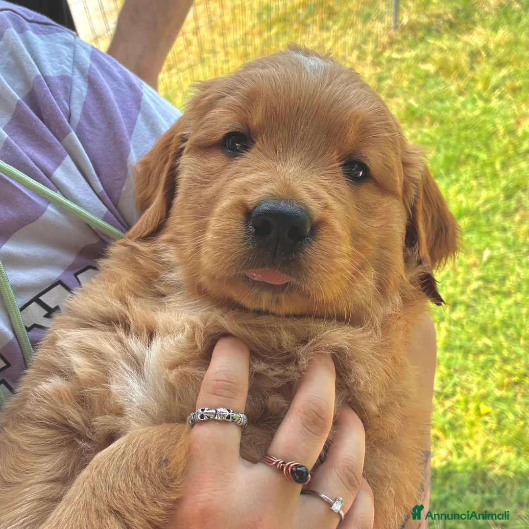 Golden Retriever cani in vendita: Cedo golden retriever femmina  - Annuncio 2