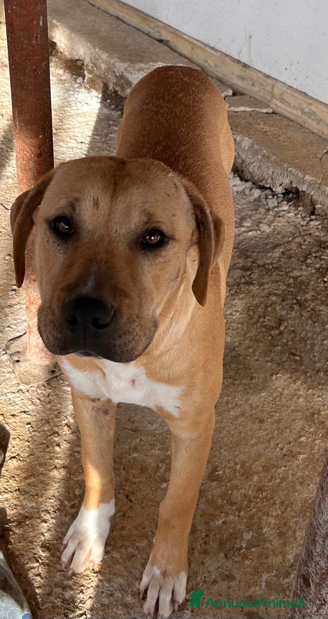 Pitbull cani in regalo: Cucciolo pibull - Annuncio 1