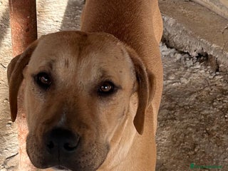 Pitbull cani Cucciolo pibull - Annuncio 10