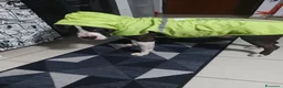 Meticcio cani in regalo: Roy, un meticcio molto equilibrato - Annuncio 3