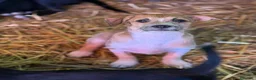 Meticcio cani in regalo: TARA, nanetta super coccolona! TG PICCOLA - Annuncio 6