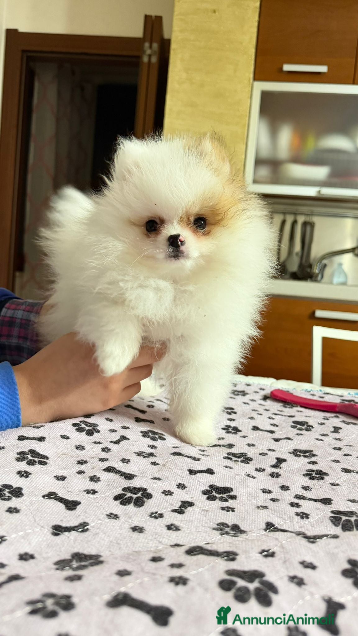 Spitz cani Spitz di pomerania nano - Annuncio 16