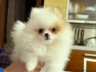 Spitz cani Spitz di pomerania nano - Annuncio 10