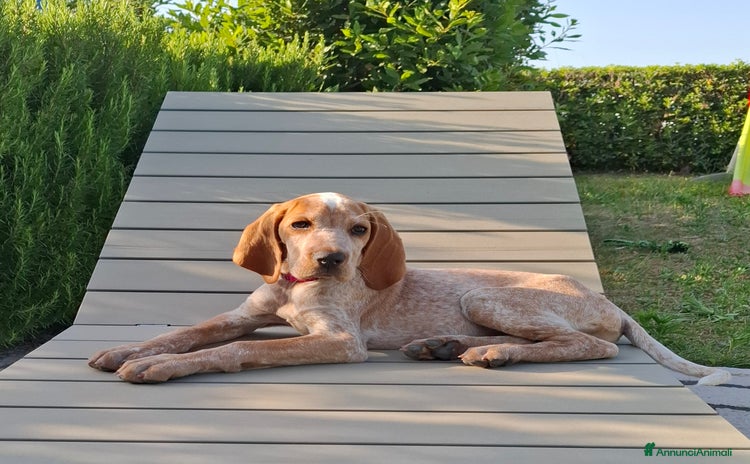 Bracco cani a Città metropolitana di Roma Capitale - Annuncio 4