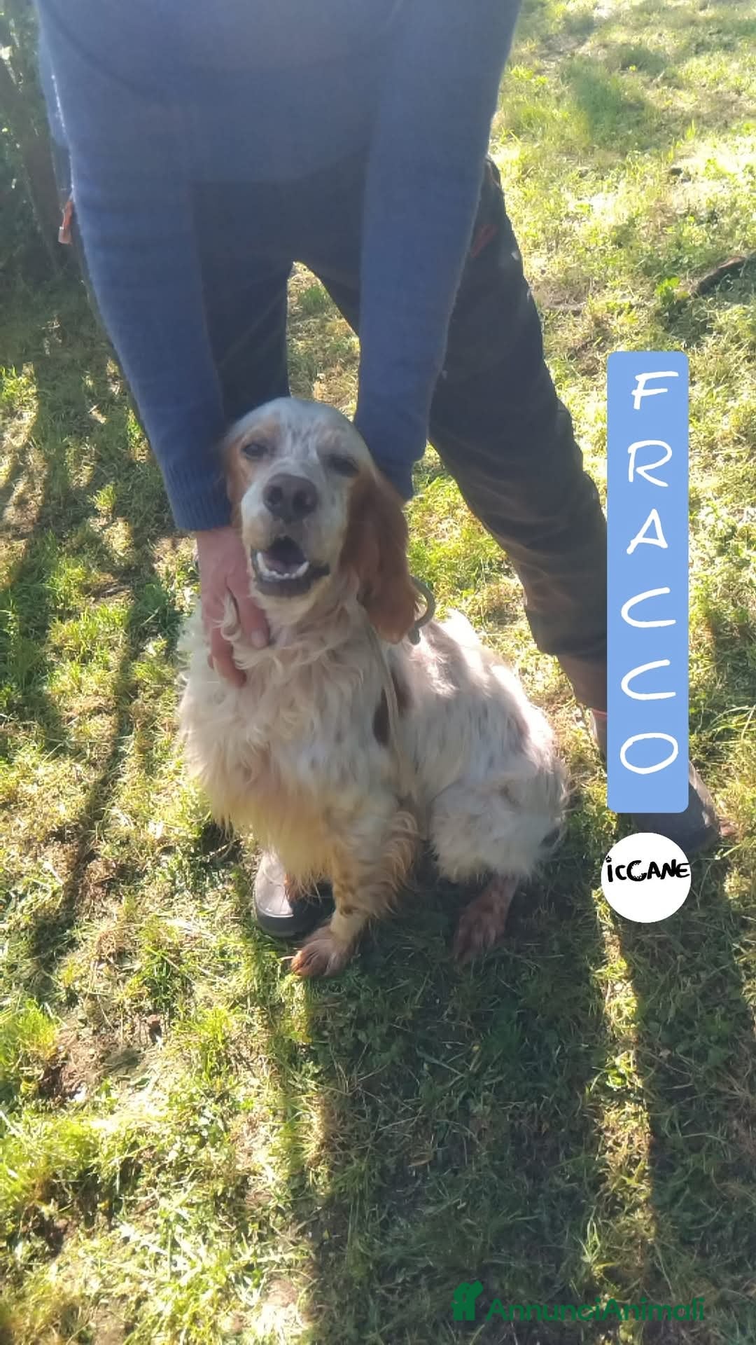 Setter Inglese cani Fracco a Provincia di Viterbo - Annuncio 1