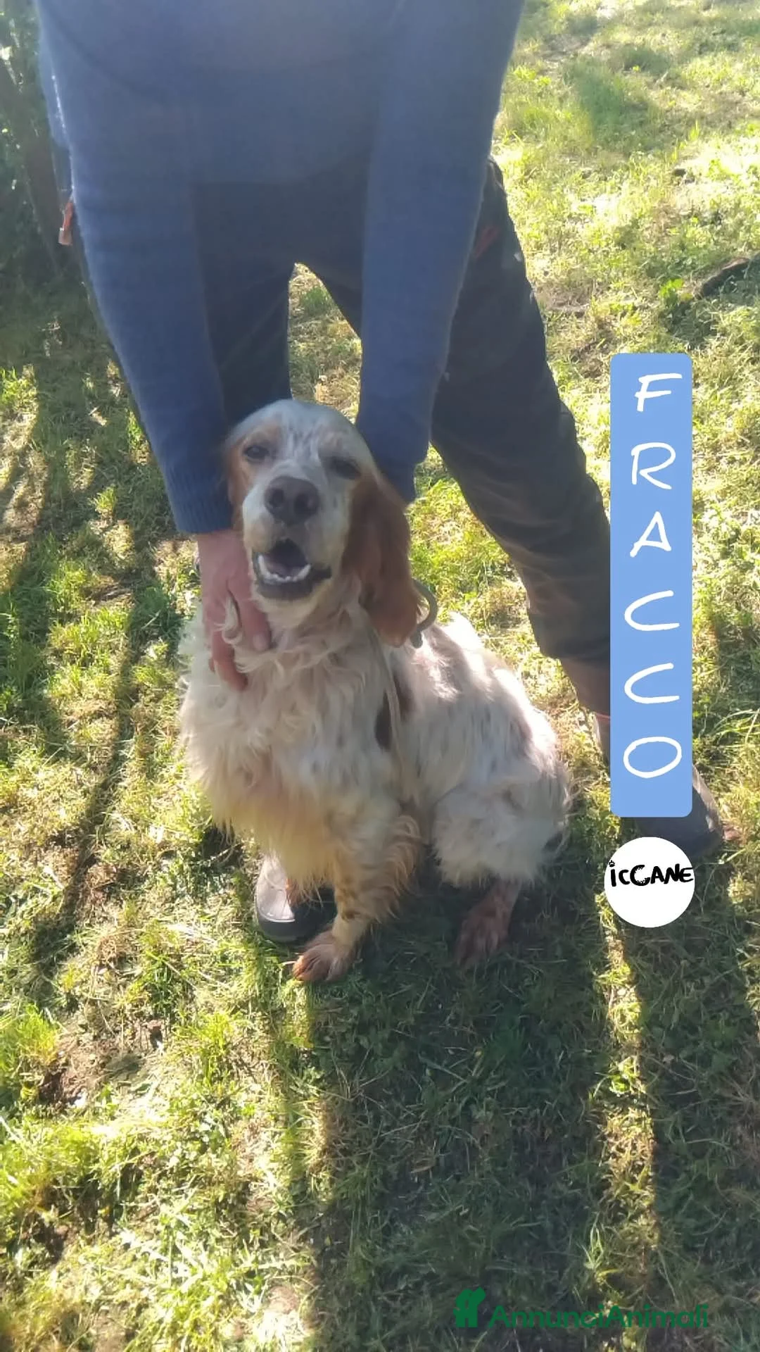 Setter Inglese cani in regalo: Fracco a Provincia di Viterbo - Annuncio 1