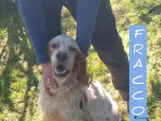 Setter Inglese cani Fracco a Provincia di Viterbo - Annuncio 36