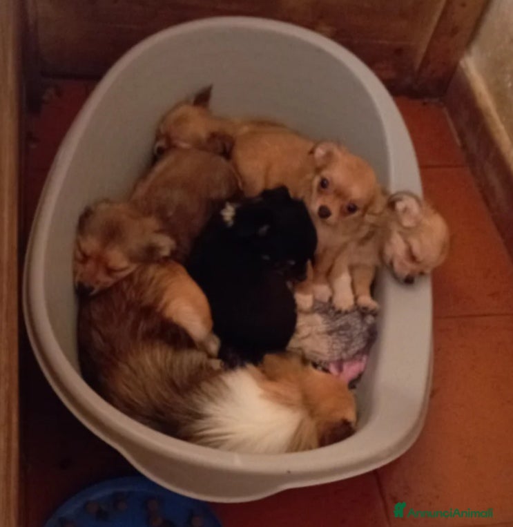 Chihuahua cani Vendo 2 maschi chihuahua a pelo lungo  - Annuncio 6