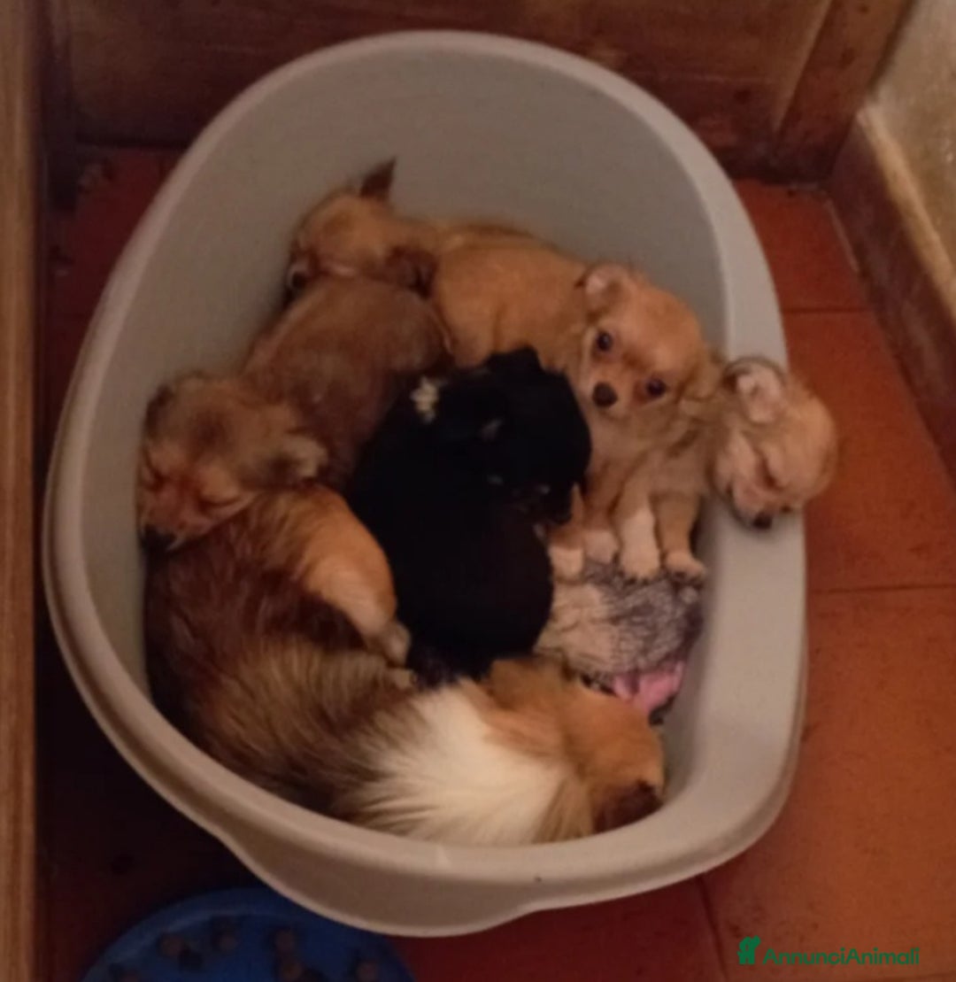 Chihuahua cani in vendita: Vendo 2 maschi chihuahua a pelo lungo  - Annuncio 1