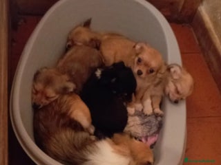 Chihuahua cani Vendo 2 maschi chihuahua a pelo lungo - Annuncio 8