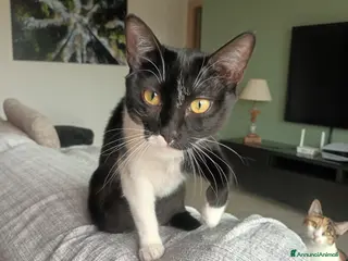 Europeo gatti Kinda, 8 mesi - Annuncio 2