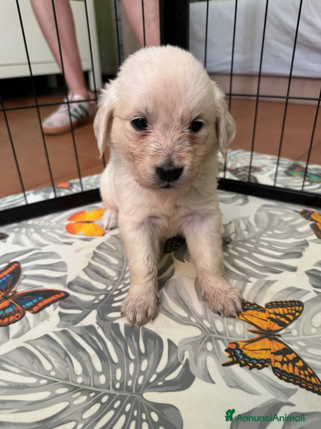 Golden Retriever cani in vendita: Cuccioli Golden Retriver con Pedigree - Annuncio 2