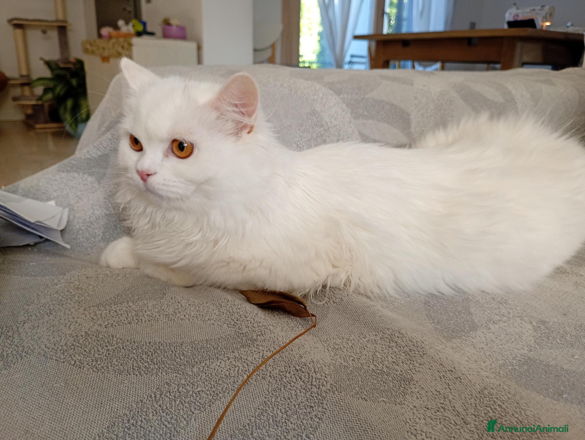 Scottish gatti in vendita: Gattina Scottish straight a pelo lungo  - Annuncio 1