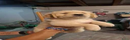 Golden Retriever cani in vendita: Cuccioli di golden retriver  a Città Metropolitana di Napoli - Annuncio 3