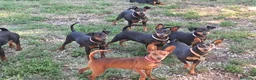 Pinscher Miniatura cani in vendita: Pinscher nano  - Annuncio 7