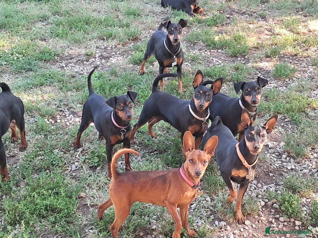 Pinscher Miniatura cani in vendita: Pinscher nano  - Annuncio 7