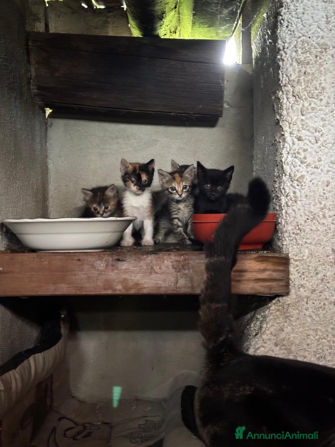 Altre razze gatti in vendita: 7 allegri batuffoli in cerca di casa a Province of Brescia - Immagine 1