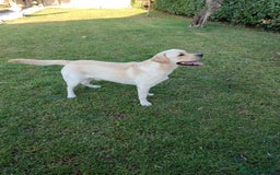 Labrador cani per accoppiamento: Labrador disponibile per accoppiamento - Immagine 1