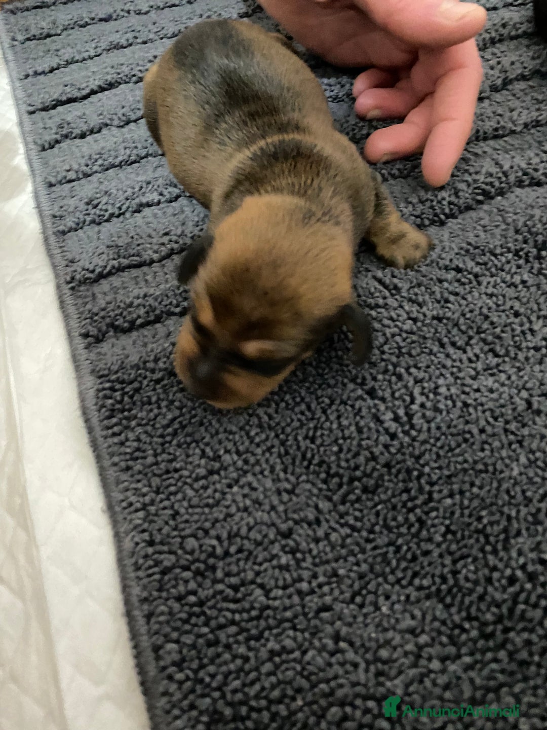 Bassotto cani in vendita: Bassotto - Annuncio 8