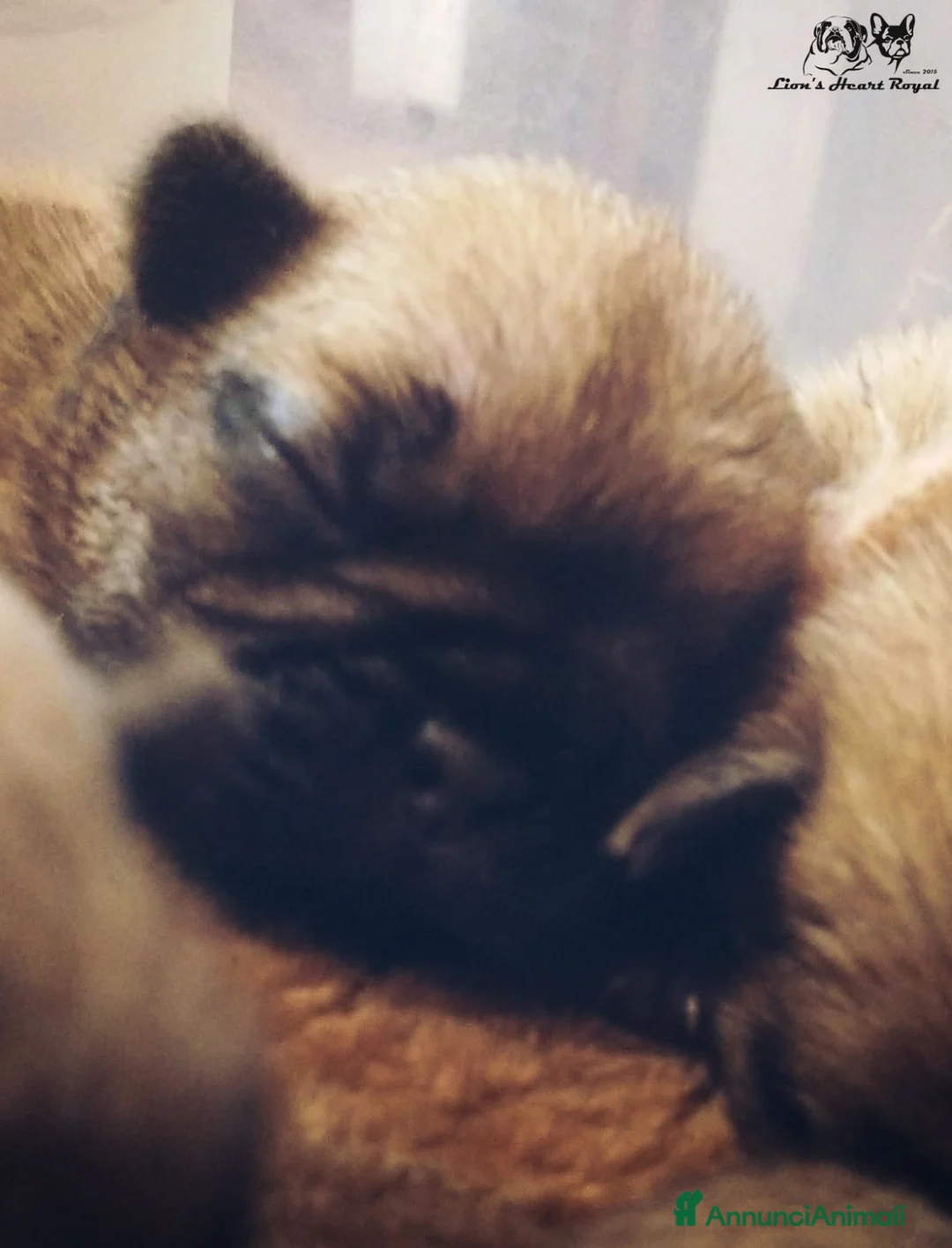 Immagine della galleria {{count}}