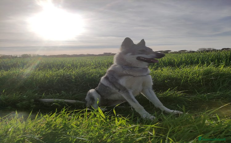 Lupo Cecoslovacco cani in vendita a Provincia di Grosseto - Annuncio 1