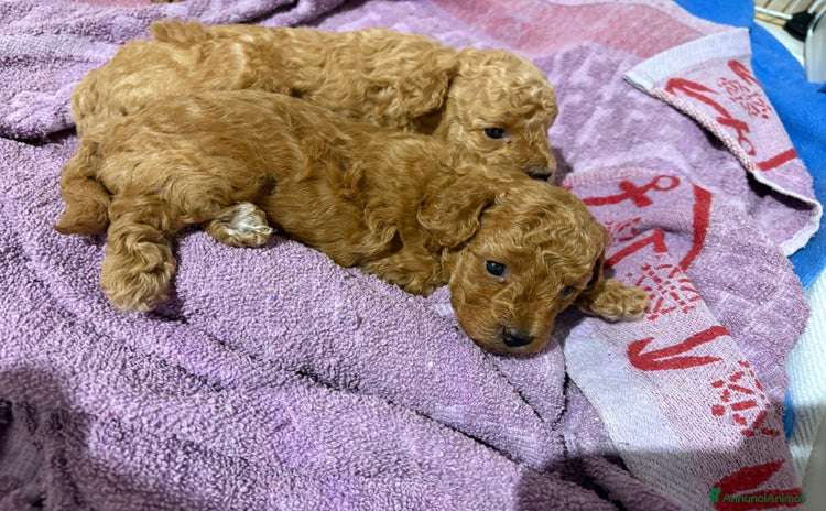 Barboncino Toy cani a Provincia di Crotone - Annuncio 3