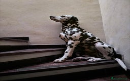 Dalmata cani per accoppiamento: Dalmata maschio per accoppiamento a Provincia di Viterbo - Immagine 9