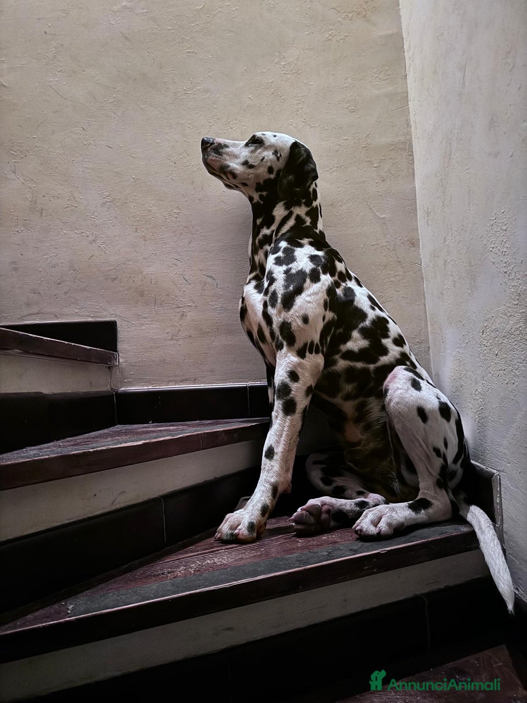 Dalmata cani per accoppiamento: Dalmata maschio per accoppiamento a Provincia di Viterbo - Immagine 9