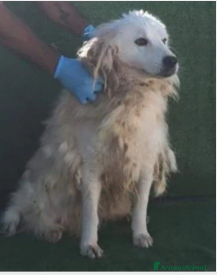 Meticcio cani Da 7anni in cella,solo questa foto x salvarlo!SUD - Annuncio 22