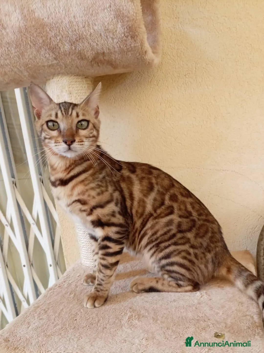 Bengala gatti in vendita: Gatto Bengala femmina  - Annuncio 2