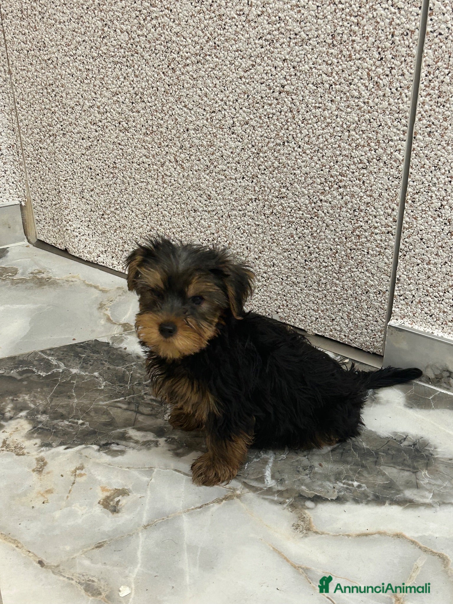 Yorkshire cani Yorkshire terrier  - Annuncio 1