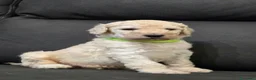 Barbone cani in vendita: Cuccioli Barbone Grande Mole - Annuncio 11