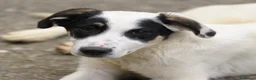 Meticcio cani in regalo: jasmine - Annuncio 4