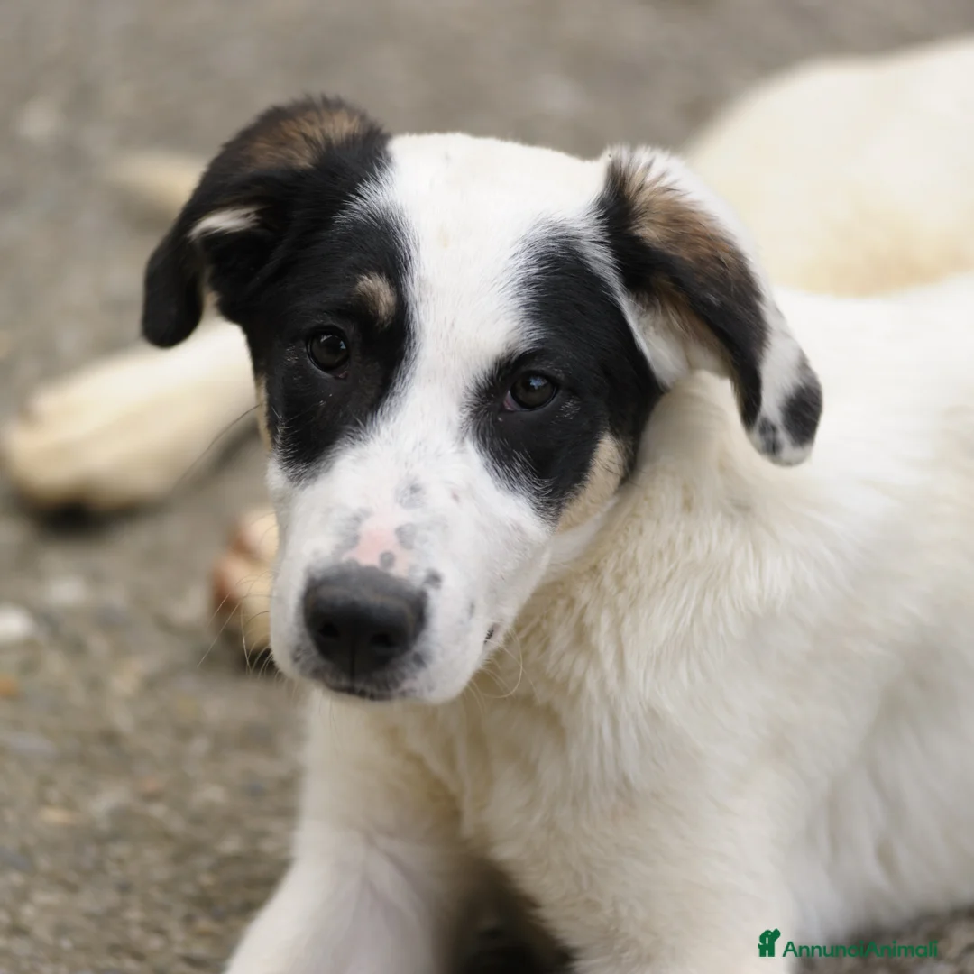Meticcio cani in regalo: jasmine - Annuncio 4