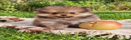 Volpino Pomerania cani in vendita: Spitz nano di Pomerania  a Provincia di Fermo - Annuncio 1