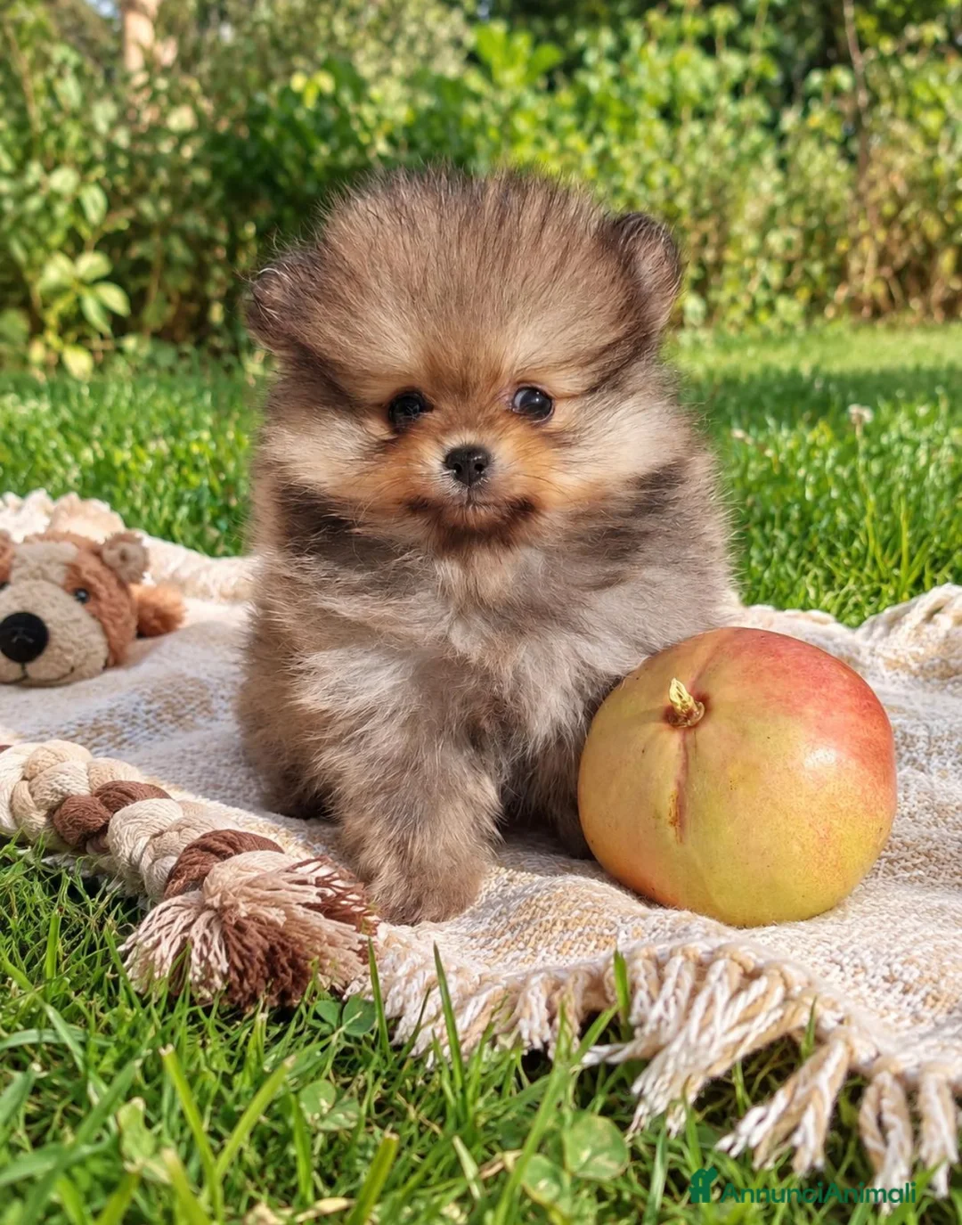 Volpino Pomerania cani in vendita: Spitz nano di Pomerania  a Provincia di Fermo - Annuncio 1