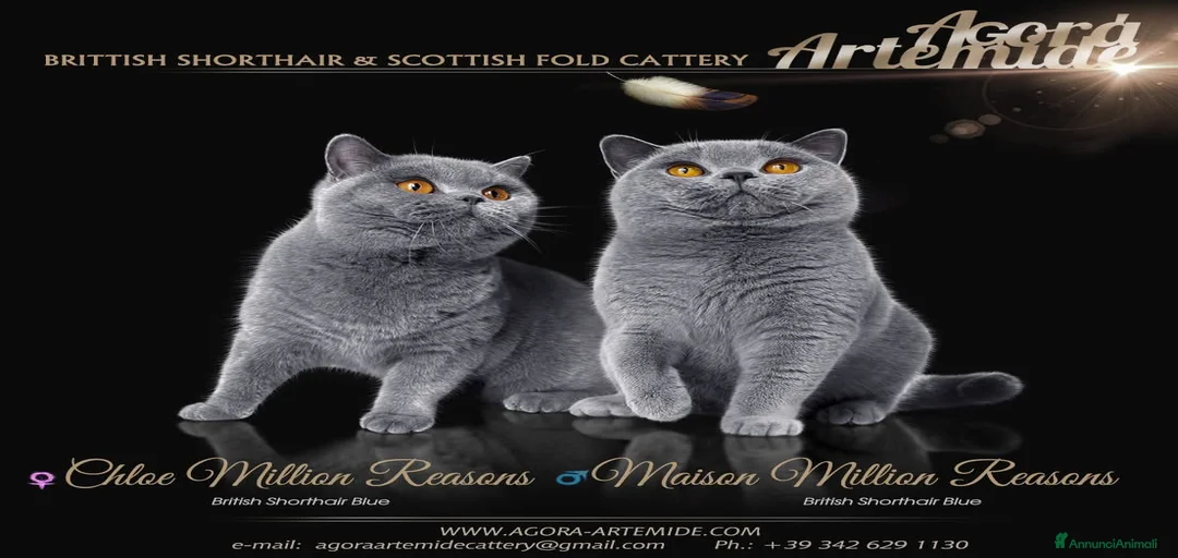 Immagine della galleria {{count}}