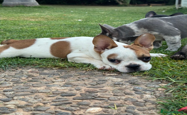 Bulldog Francese cani a Città metropolitana di Milano - Annuncio 15